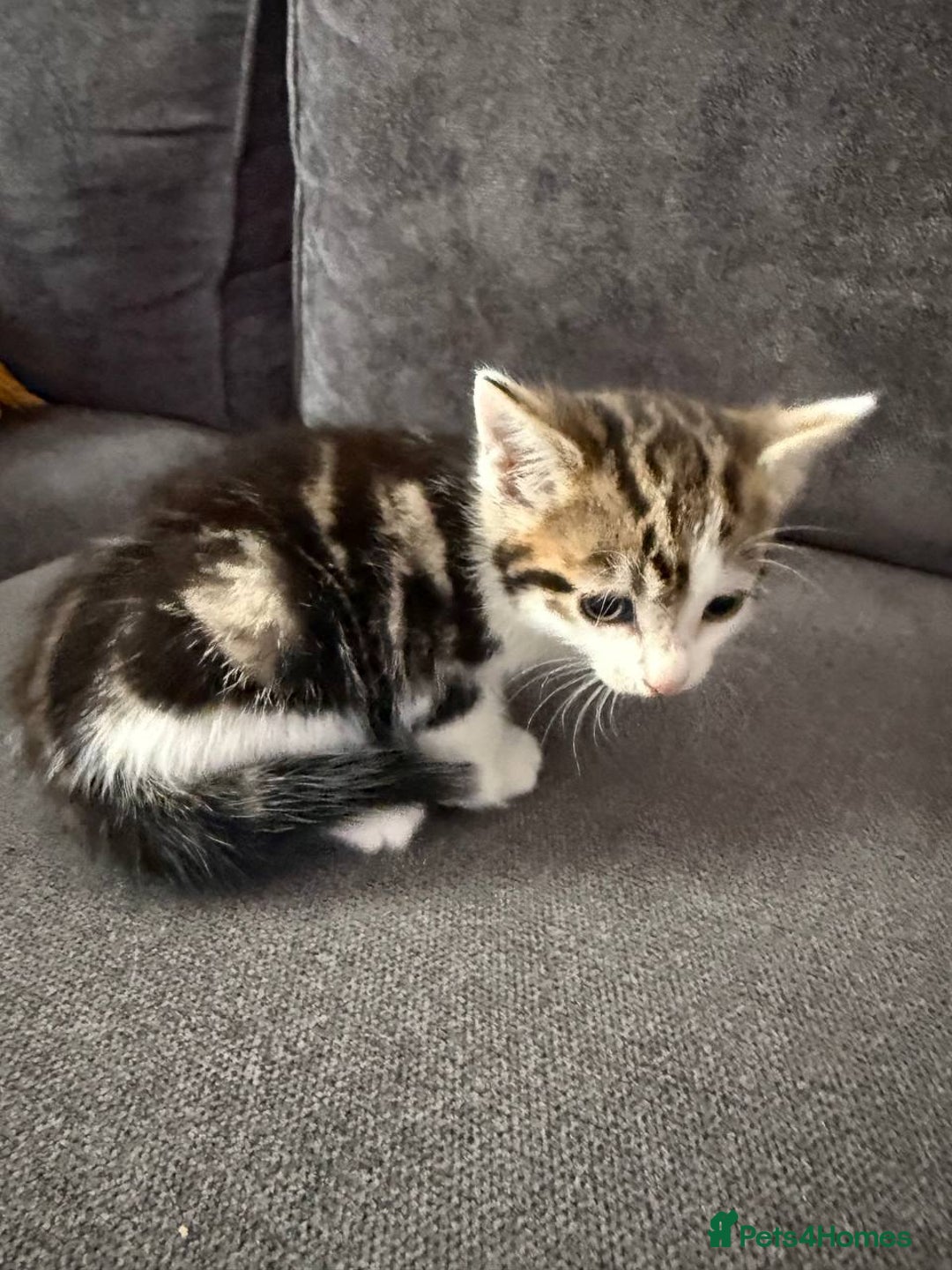 American Shorthair cats for sale: Smart stunning mixed colour kittens  - Image 20