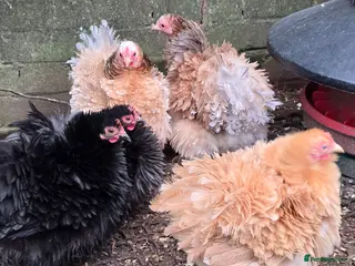 Chickens poultry Pekin Bantam Pullets - Advert 3