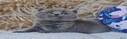 British Shorthair cats for sale: Tica reg British SH LH kittens Champion lines - Advert 13