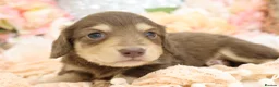 Miniature Dachshund dogs for sale: KC Longhair Miniature Dachshund Puppies in Wisbech - Advert 32