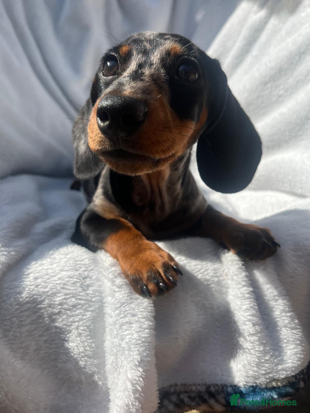 Miniature Dachshund dogs Gorgeous kaninchen/miniature puppies - Advert 2