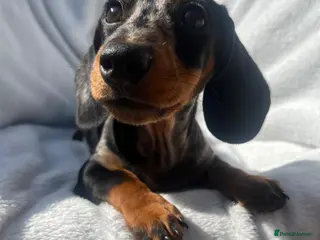Miniature Dachshund dogs Gorgeous kaninchen/miniature puppies - Advert 2