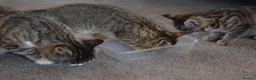 Mixed Breed cats for sale: 2 beautiful tabby girls for sale - Advert 2