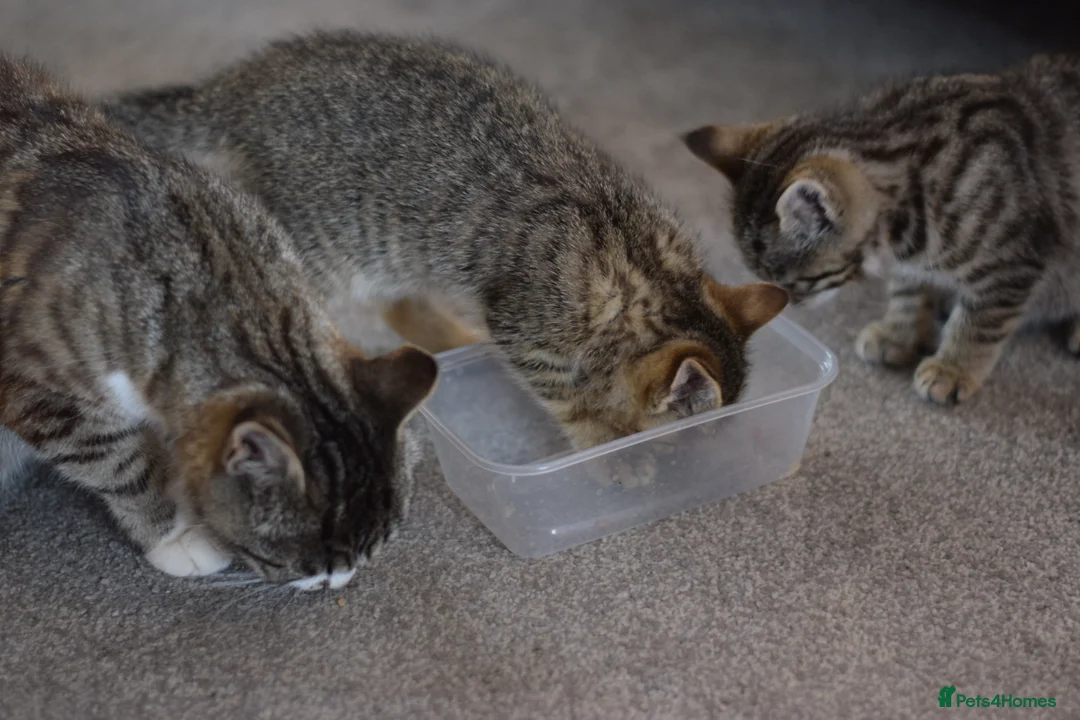 Mixed Breed cats for sale: 2 beautiful tabby girls for sale - Advert 2