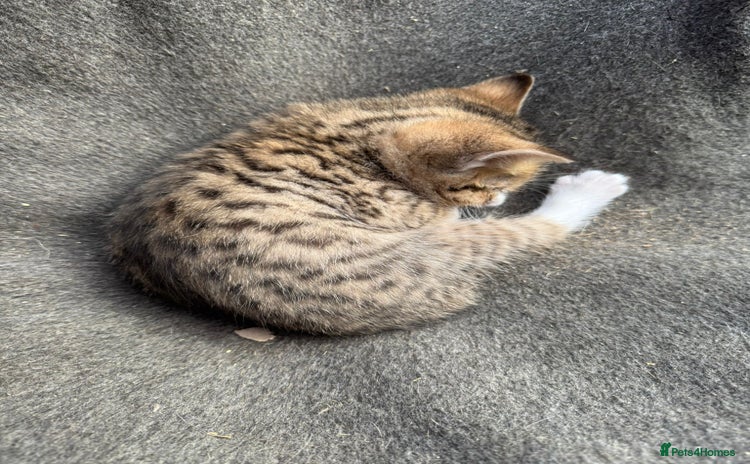 British Shorthair cats for sale - Advert 1