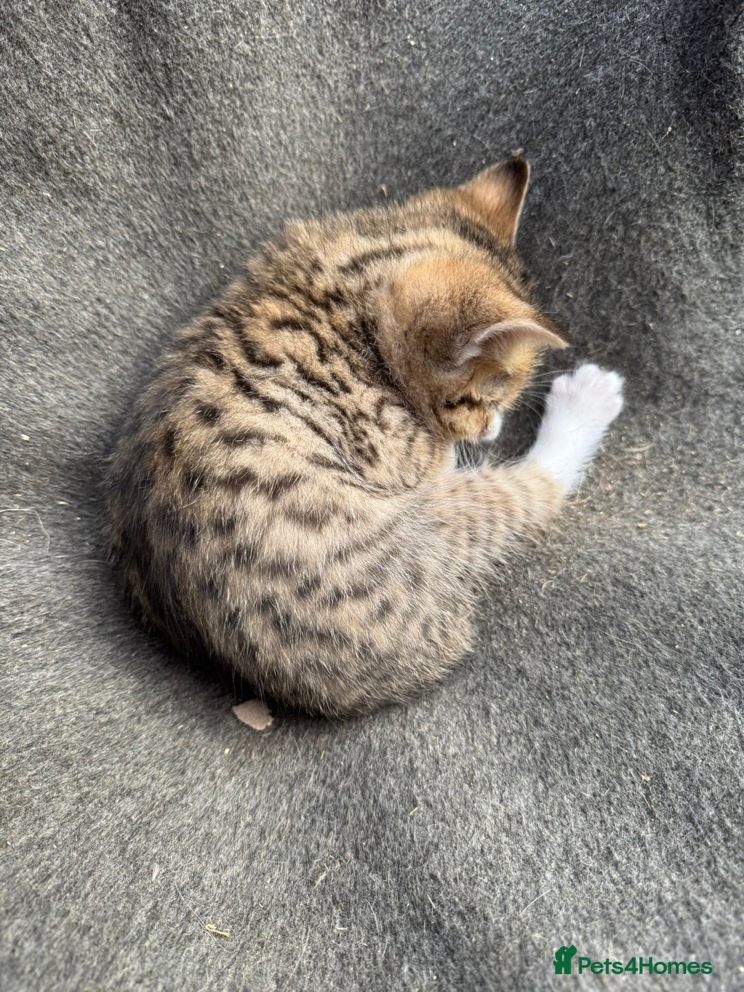 British Shorthair cats for sale: BSH for sale - Image 4