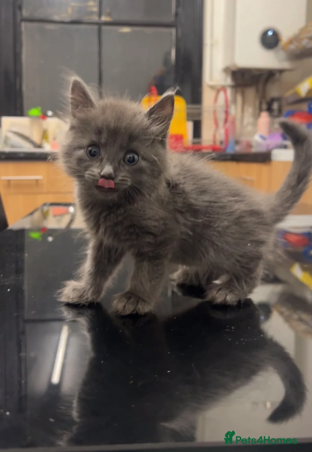 British Longhair cats for sale: Beautiful kitten - Advert 1