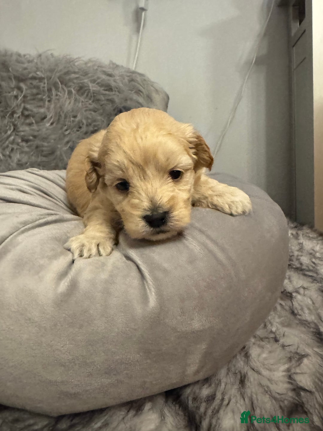 Maltipoo dogs for sale: Teddy bear maltipoo puppies  - Advert 7