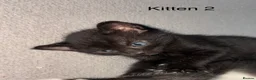 Domestic Shorthair cats for sale: 3 Black/Grey/Tabby Kittens - Advert 6