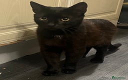 Domestic Shorthair cats for sale: Meet Zora  - Image 6