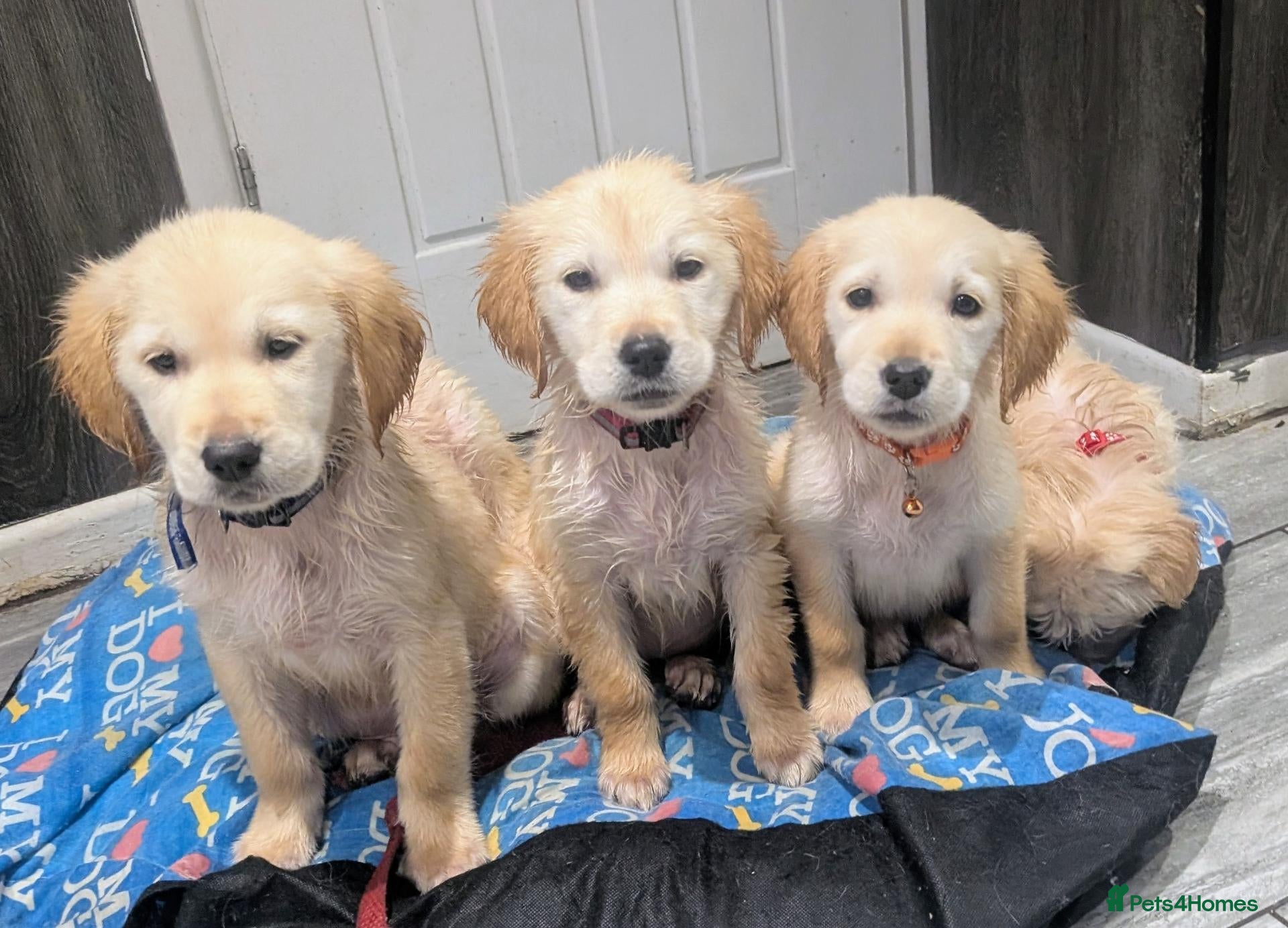 Golden Retriever dogs for sale:  Fully vaccinated KC reg golden retriever  - Advert 7