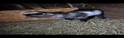 Goats livestock for sale: Baby Boy Pygmy Goat Castrated  - Advert 5