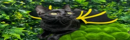Egyptian Mau cats for sale: TICA Registered Smoke Egyptian Mau last 2 females  - Advert 3