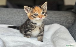 British Longhair cats for sale: beautiful kittens looking for forever home - Image 9