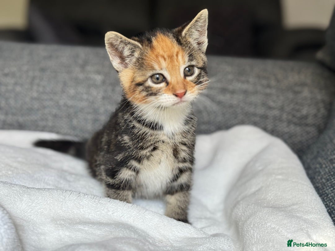 British Longhair cats for sale: beautiful kittens looking for forever home - Image 9