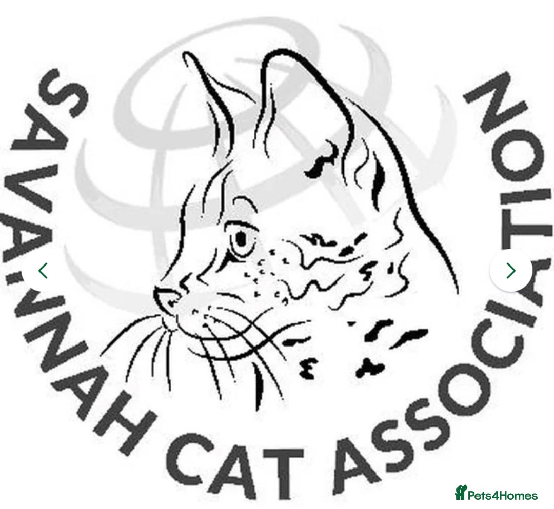 Savannah cats for sale: Stunning and Rare Kiwanga Pedigree F3 Savannahs  - Advert 8