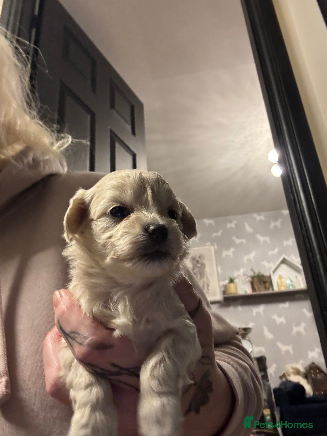 Maltipoo dogs for sale: Teddy bear maltipoo puppies  - Advert 13