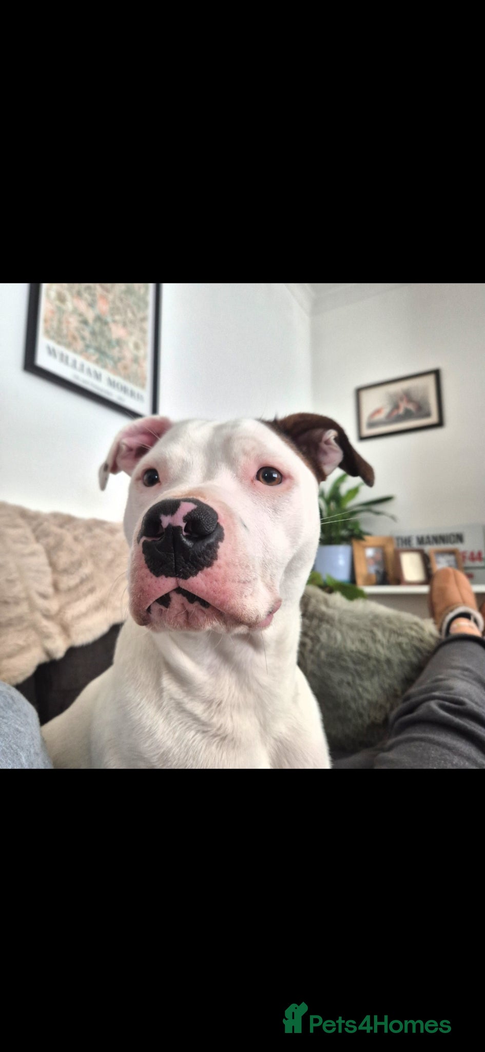 Staffordshire Bull Terrier dogs Sadly rehoming Nansi - Advert 3