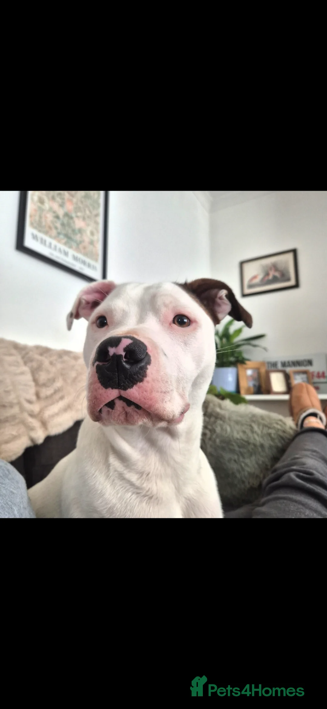 Staffordshire Bull Terrier dogs for sale: Sadly rehoming Nansi - Advert 1