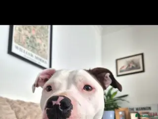 Staffordshire Bull Terrier dogs Sadly rehoming Nansi - Advert 3