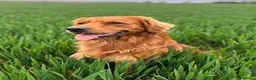 Golden Retriever dogs for stud: Working Golden Retriever for Stud - Advert 2