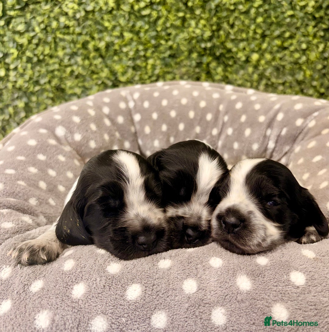 Cocker Spaniel dogs for sale: 🖤🤍 KC REG Show Cocker Spaniel Puppies For Sale - Advert 15