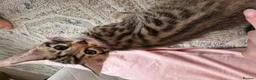 Bengal cats for sale: Bengal x  - Advert 12