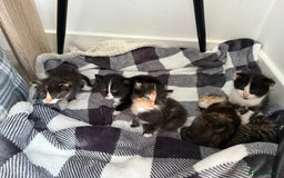Mixed Breed cats for sale: Six loving kittens - 3 boys and 3 girls - Image 10