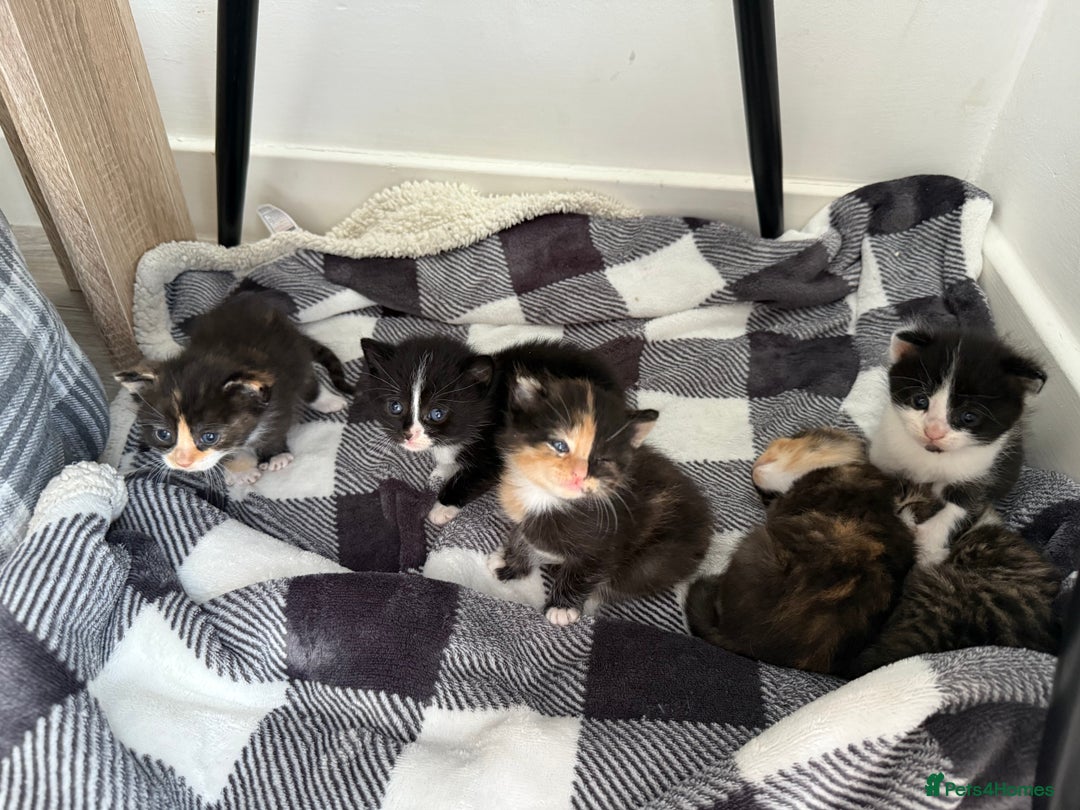 Mixed Breed cats for sale: Six loving kittens - 3 boys and 3 girls - Image 10
