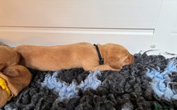 Labrador Retriever dogs for sale: Fox Red Labrador Pups, Health tested parents - Image 18