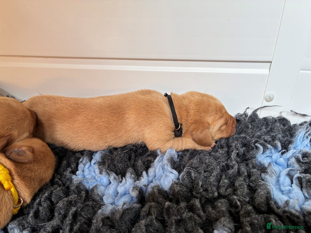 Labrador Retriever dogs for sale: Fox Red Labrador Pups, Health tested parents - Image 18