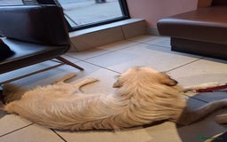 Mixed Breed dogs for adoption: 💙🐶 COOPER 🐶💙 - Image 5