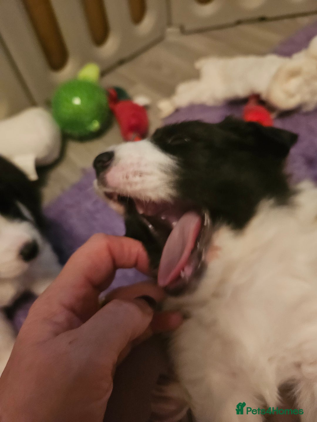 Border Collie dogs for sale: B. C. Puppies black and white kc reg - Advert 13