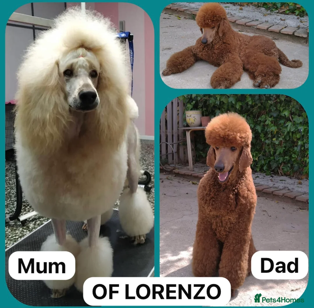 Standard Poodle dogs for stud: STANDARD POODLE STUD  in Falmouth - Advert 6
