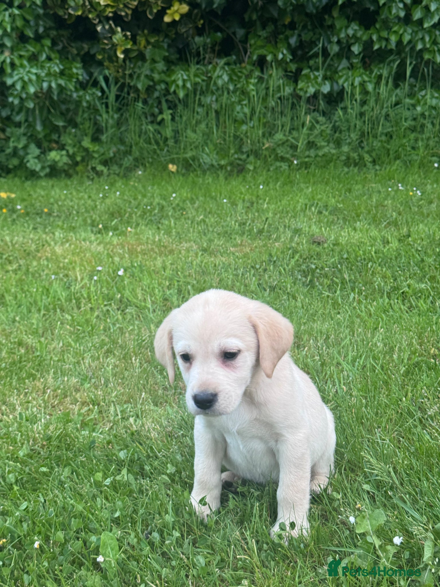 Labrador Retriever dogs Golden Labrador Puppies - Advert 1