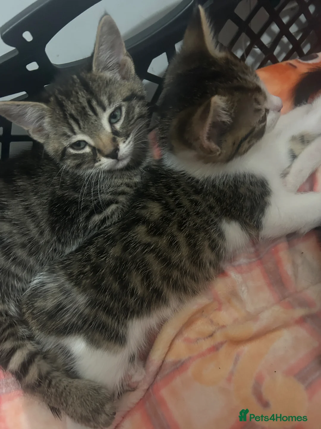 Mixed Breed cats for sale: 4 kittens all very different from each other  - Advert 1