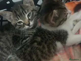 Mixed Breed cats 4 kittens all very different from each other - Advert 2
