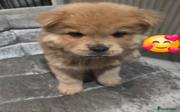 Chow Chow dogs for sale: 5 beautiful chow chow puppies  - Image 20
