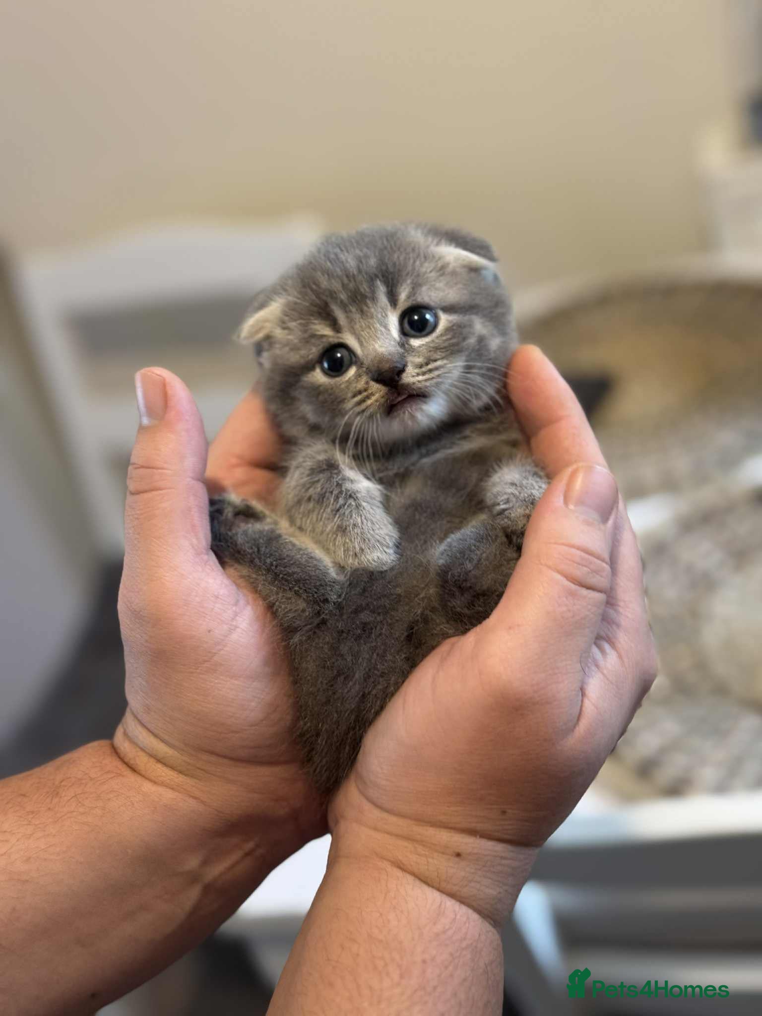 Scottish Fold cats Scottish fold kittens looking for new home! - Advert 4