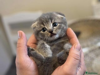 Scottish Fold cats Scottish fold kittens looking for new home! - Advert 4