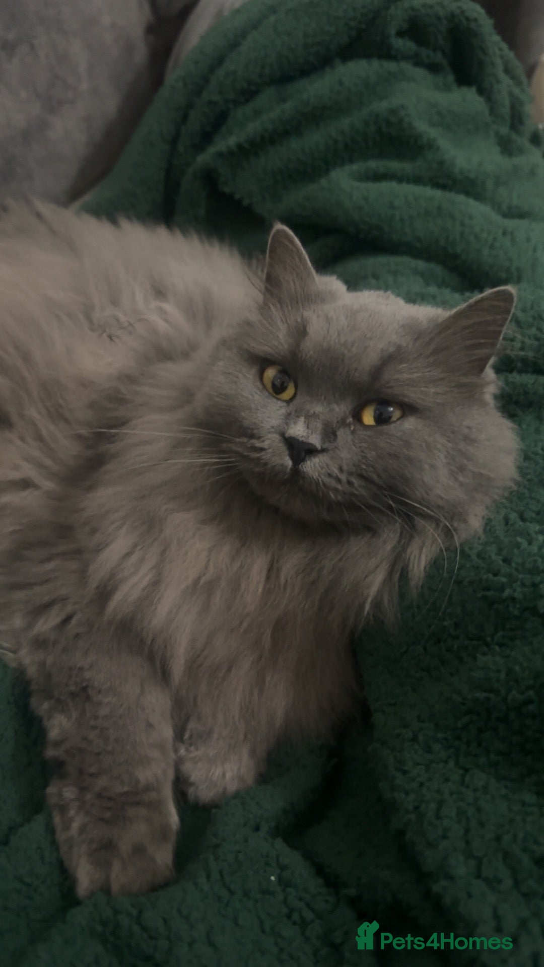 British Shorthair cats for sale: creme/beige male kitten forsale - Advert 1