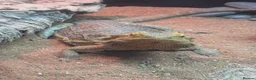 Bearded Dragon reptiles for sale: Bearded dragon - Advert 4