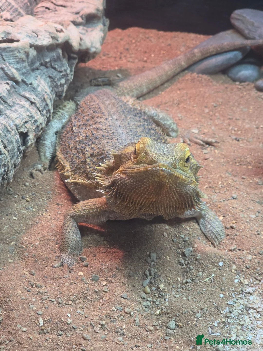 Bearded Dragon reptiles for sale: Bearded dragon - Advert 4