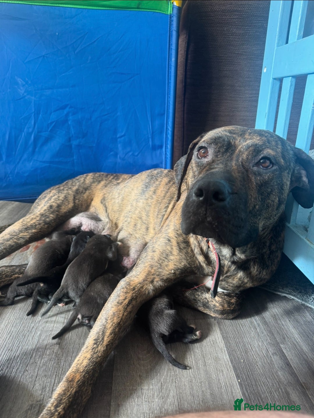 Mixed Breed dogs for sale: Mastiff collies  - Image 16