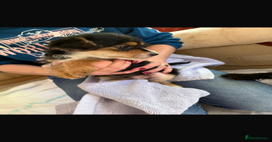 Jackapoo dogs - Advert 13