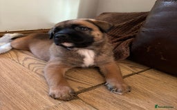 Mixed Breed dogs for sale: Beautiful German Shepherd cross puppies  - Advert 17