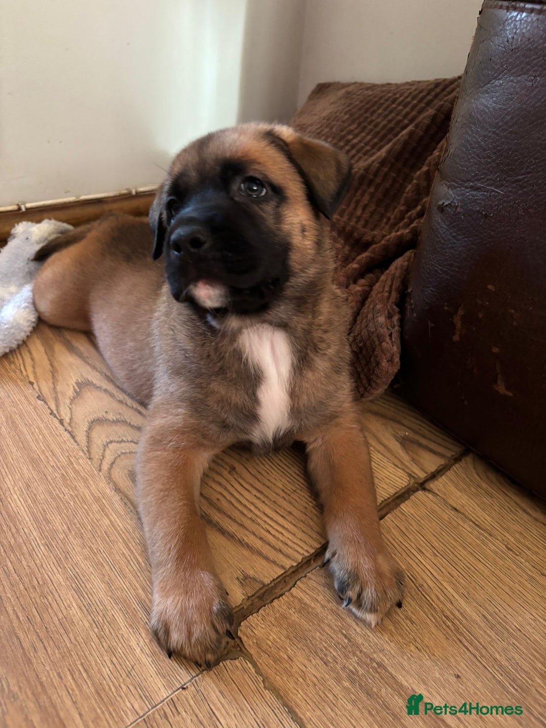 Mixed Breed dogs for sale: Beautiful German Shepherd cross puppies  - Advert 17