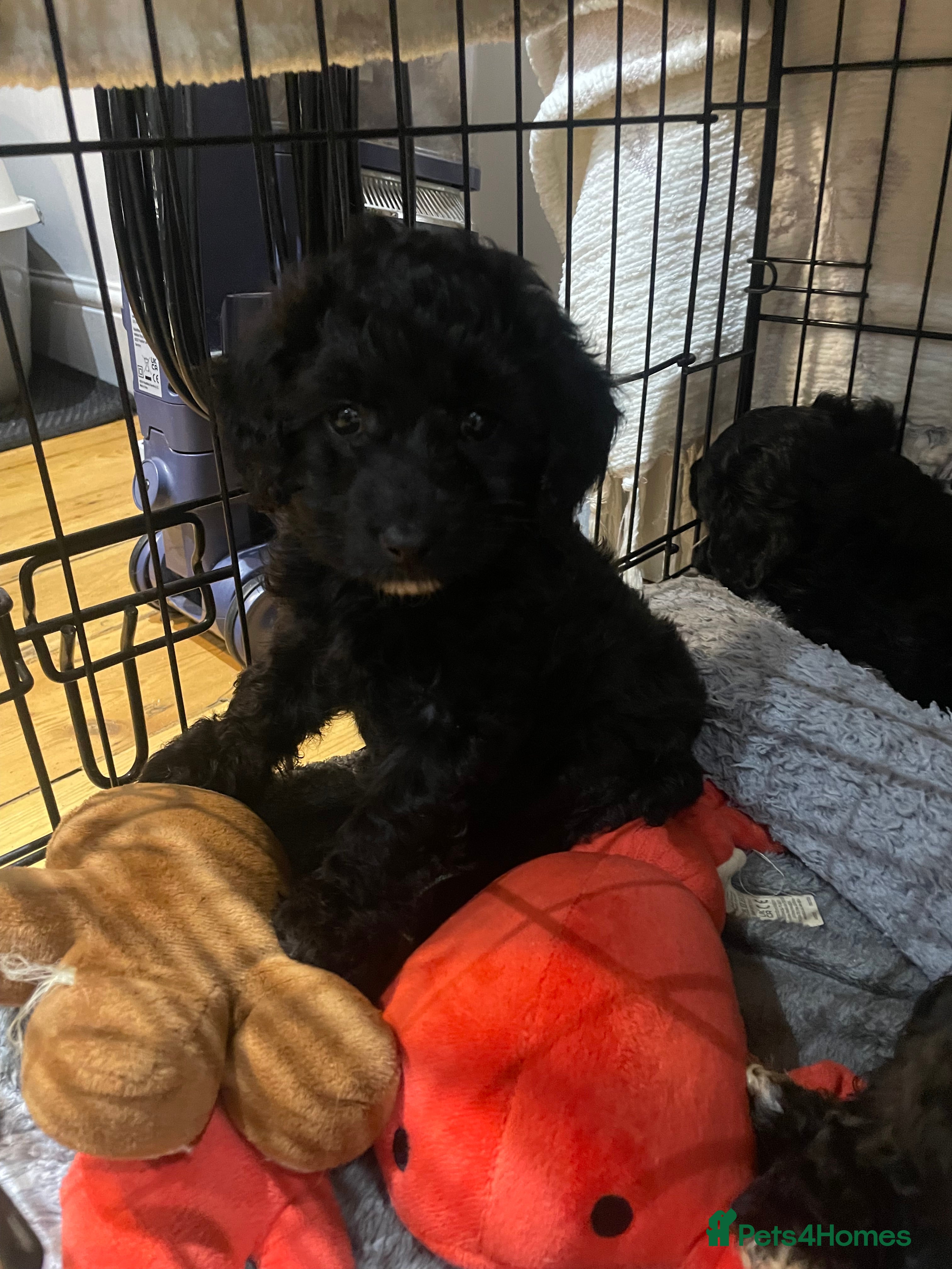 Cavapoo dogs Adorable Cavapoo puppies for sale 2 girls sold  - Advert 5