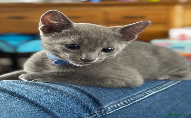 Russian Blue cats - Advert 1