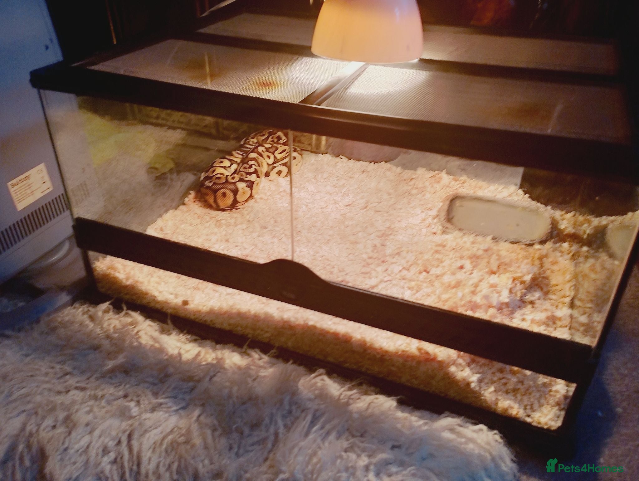 Python Snake reptiles BALL PYTHON SNAKE - Advert 3